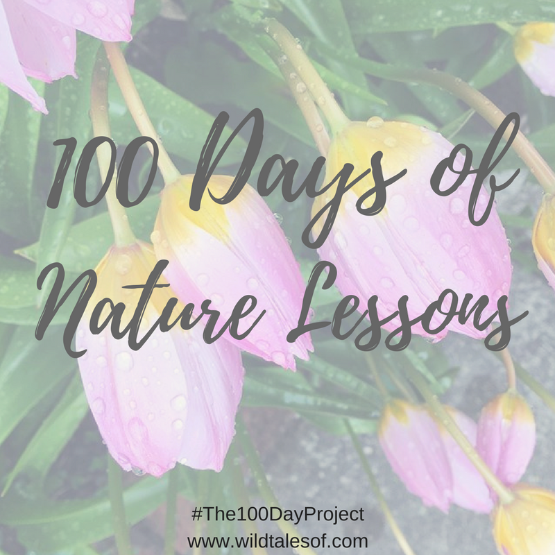 100 Days of Nature Lessons/The 100 Day Project | WildTalesof.com