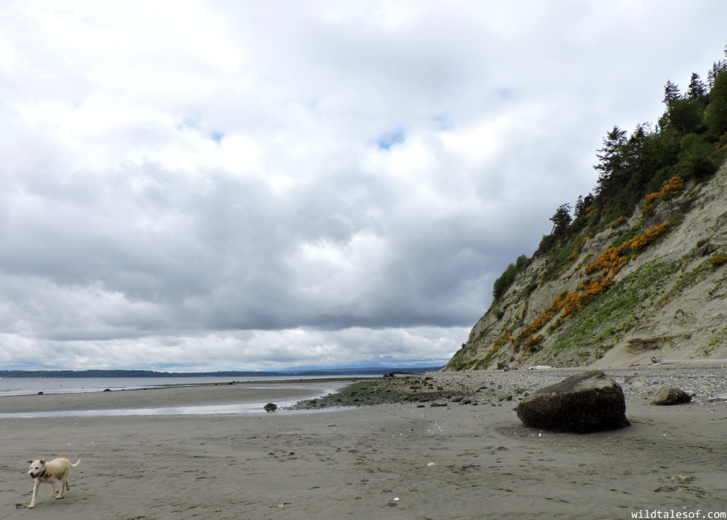 Visiting Whidbey Island with Kids: Where to Eat, Play & Stay | WildTalesof.com