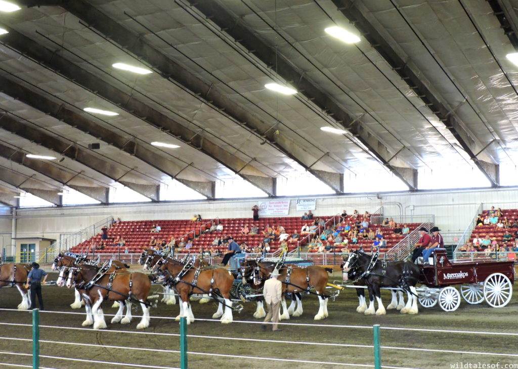 Late Summer Fun: Highlights from Washington's Evergreen State Fair | WildTalesof.com