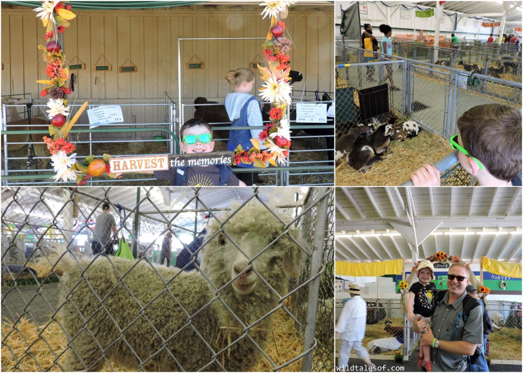 Late Summer Fun: Highlights from Washington's Evergreen State Fair | WildTalesof.com