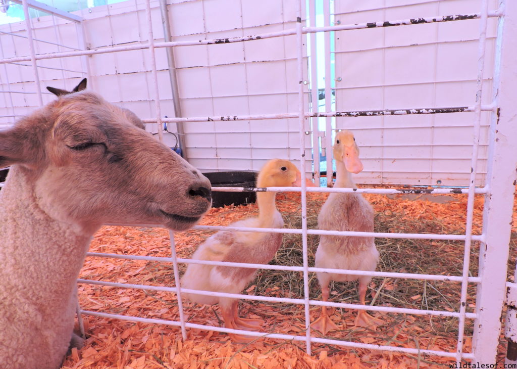 Late Summer Fun: Highlights from Washington's Evergreen State Fair | WildTalesof.com