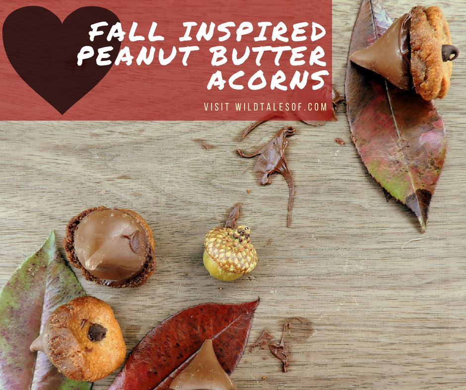 Fall Inspired Peanut Butter Acorns | WildTalesof.com