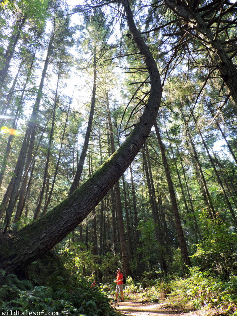 Lummi Island, WA Long Weekend with Kids | WildTalesof.com