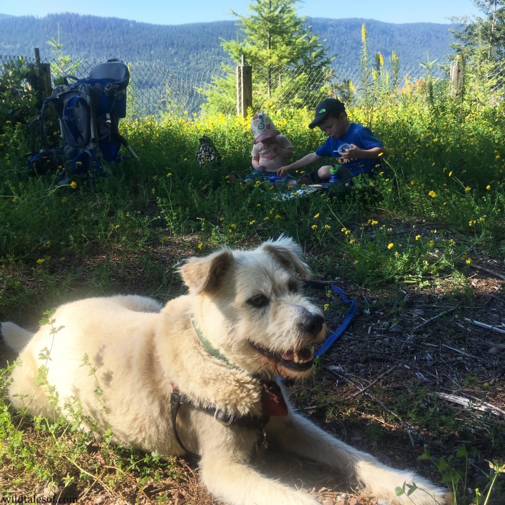 5 Simple Tips for Building an Active Outdoor Lifestyle with Dogs and Kids | WildTalesof.com