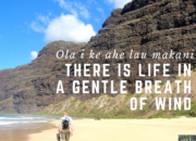 Ola i ke ahe lau makani | There is Life in a Gentle Breath of Wind | WildTalesof.com