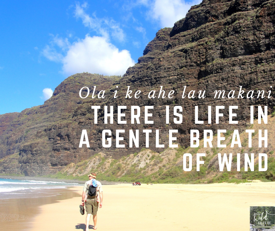 Ola i ke ahe lau makani | There is Life in a Gentle Breath of Wind | WildTalesof.com
