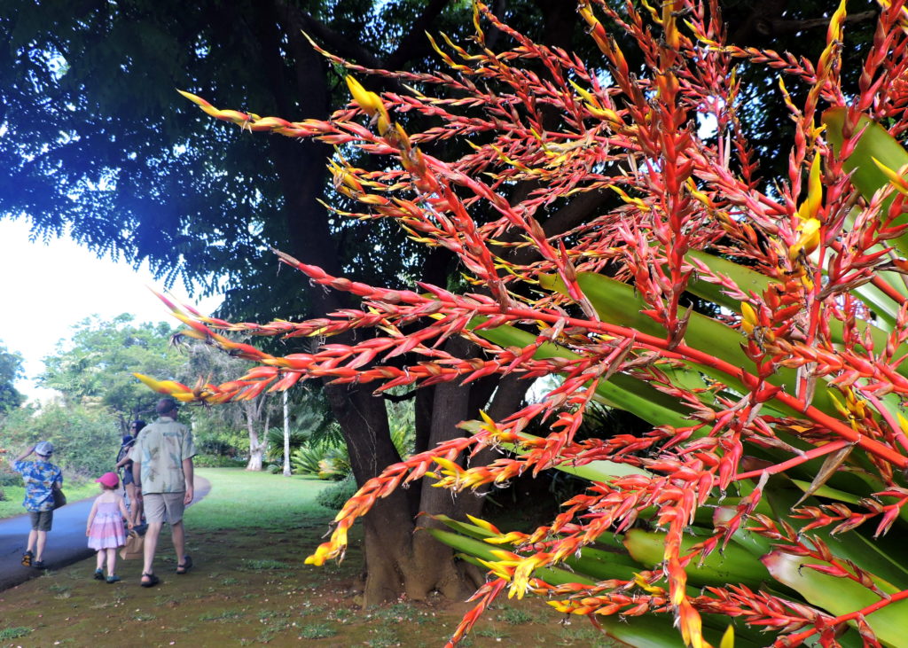 Visiting Kauai’s Na ‘Āina Kai Botanical Gardens and Sculpture Park with Kids | WildTalesof.com