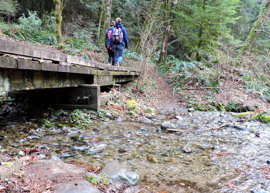 Seattle Area Spring Hiking: Squak Mountain State Park | WildTalesof.com