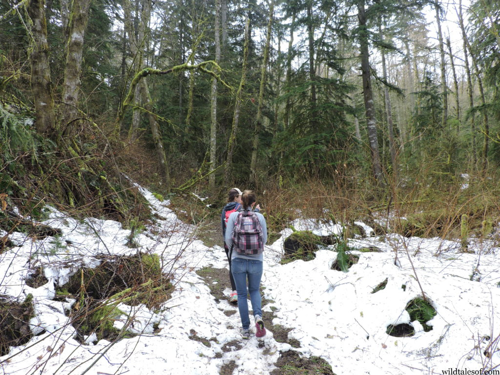 Seattle Area Spring Hiking: Squak Mountain State Park | WildTalesof.com