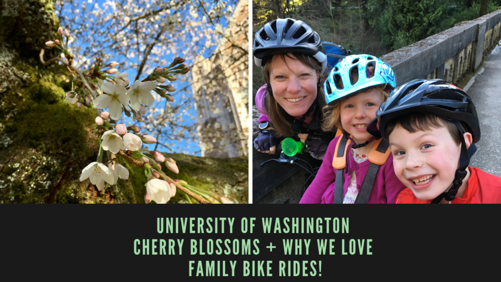 University of Washington Cherry Blossoms (Video) + Why We Love Family Bike Rides! | WildTalesof.com