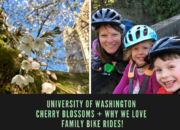 University of Washington Cherry Blossoms (Video) + Why We Love Family Bike Rides! | WildTalesof.com