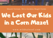 We Lost Our Kids in a Corn Maze! Fall Farm Fun at Skagit Valley's Gordon Skagit Farms | WildTalesof.com