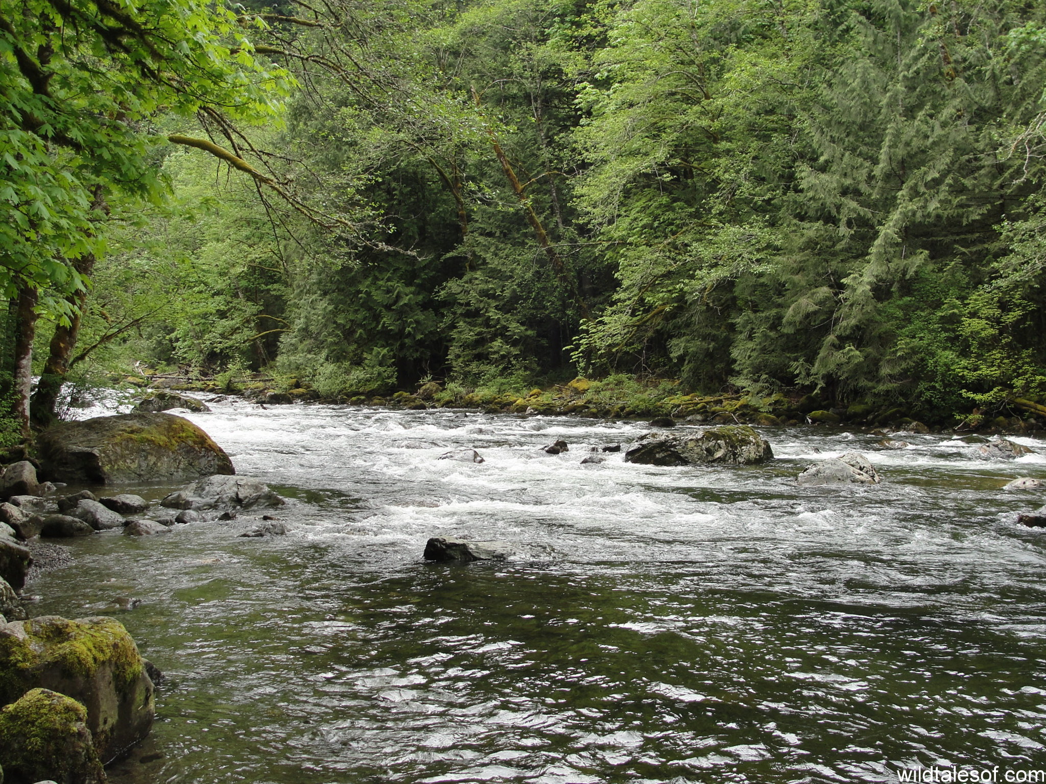 First Trail Run: Twin Falls Trail in Olallie State Park - wildtalesof.com