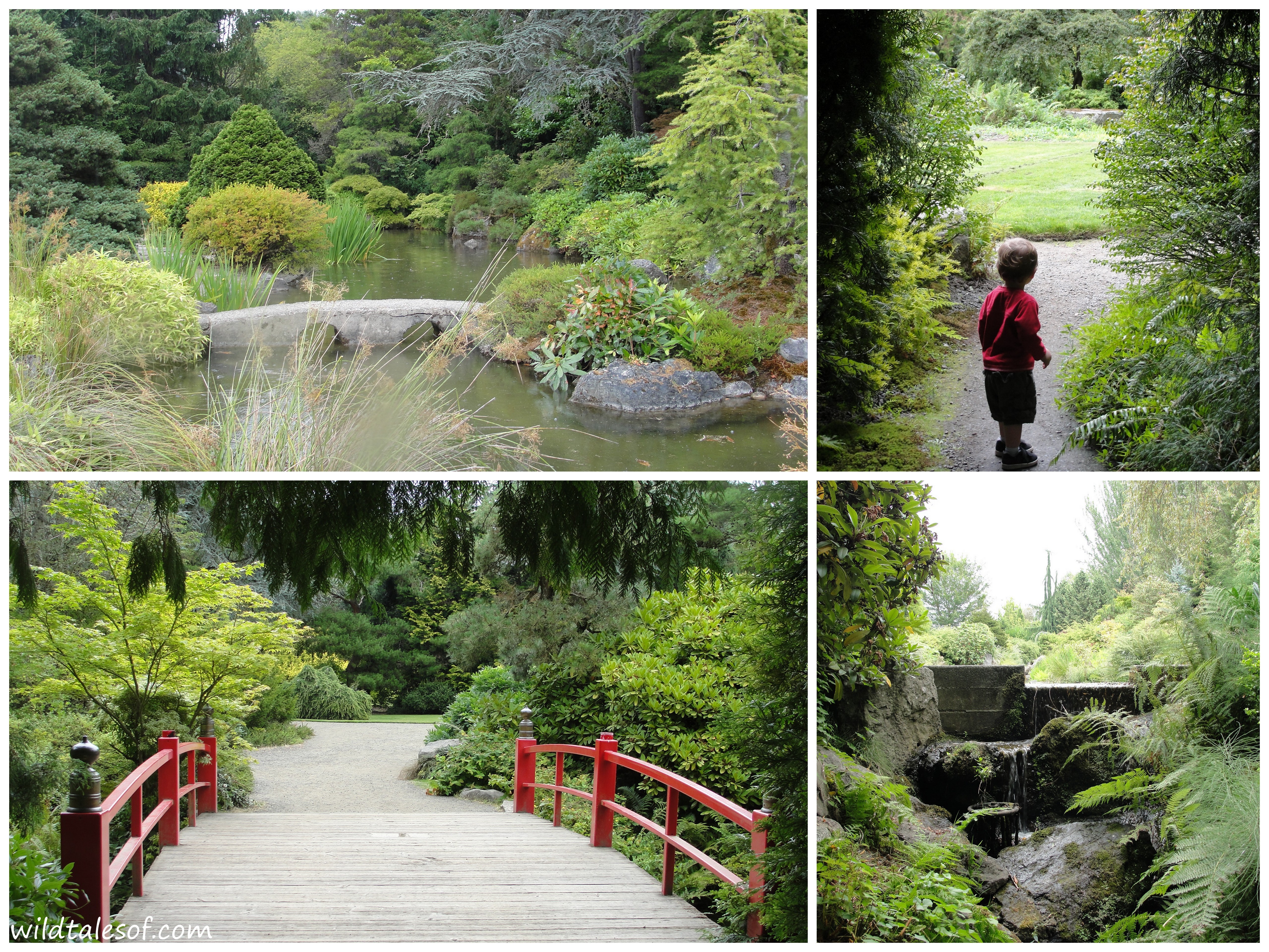 Built-in Adventures: South Seattle's Kubota Garden - Wildtalesof.com