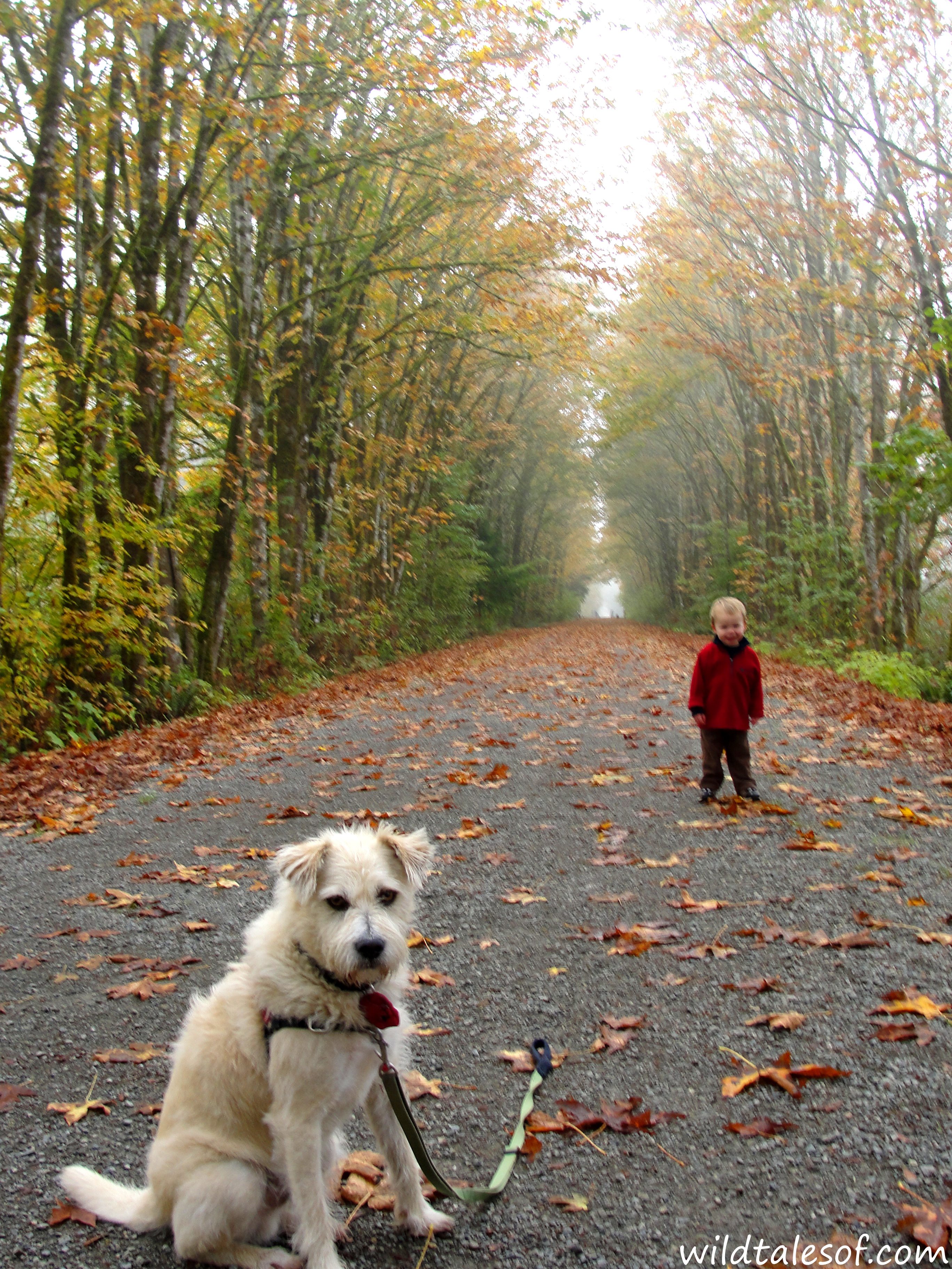Snoqualmie Valley Pets: Six Boredom Busters for your Dog - Living Snoqualmie