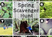 Spring Scavenger Hunt (with Printable) for Kids | WildTalesof.com