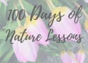 100 Days of Nature Lessons/The 100 Day Project | WildTalesof.com